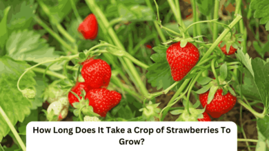 How Long Does It Take a Crop of Strawberries To Grow