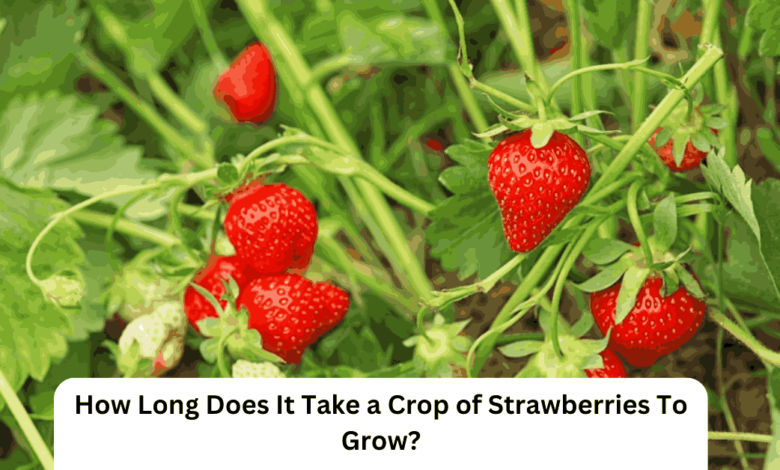 How Long Does It Take a Crop of Strawberries To Grow